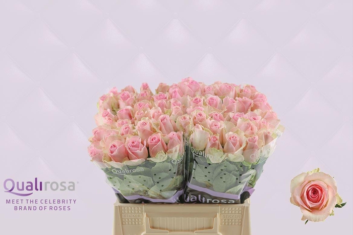 <h4>R Gr Sorbet Avalanche</h4>