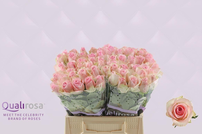 <h4>R Gr Sorbet Avalanche</h4>