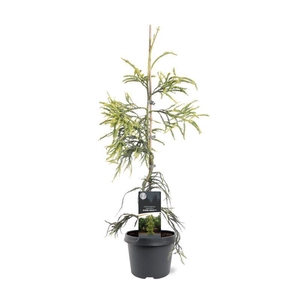 Cryptomeria