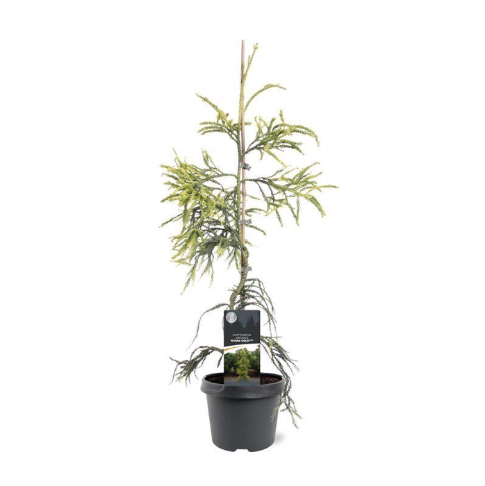 <h4>Cryptomeria</h4>