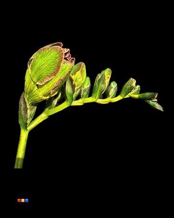 <h4>Freesia Hortensia</h4>