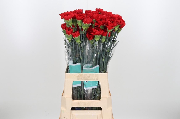 <h4>Di St Virgilio</h4>