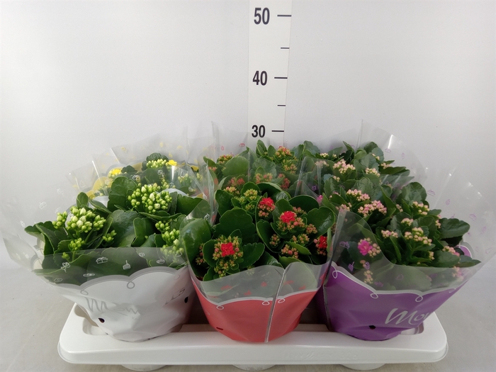 <h4>Kalanchoe blos.   ..rosebud mix  4</h4>