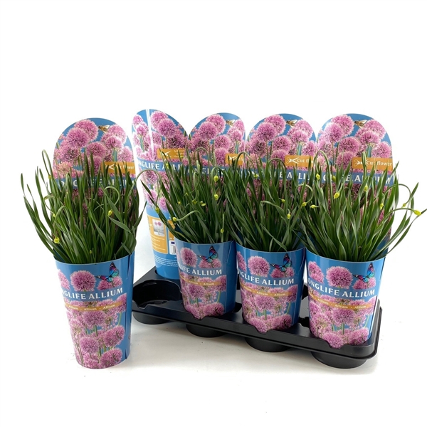 <h4>Allium Longlife P14 C2</h4>