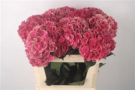 <h4>Hydr M Mag Ruby Glow</h4>