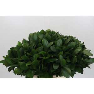 Ruscus Israel