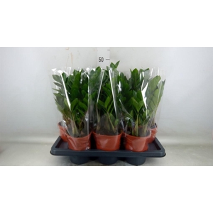 Zamioculcas zamiifolia