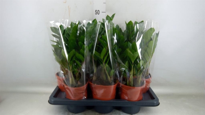 <h4>Zamioculcas zamiifolia</h4>