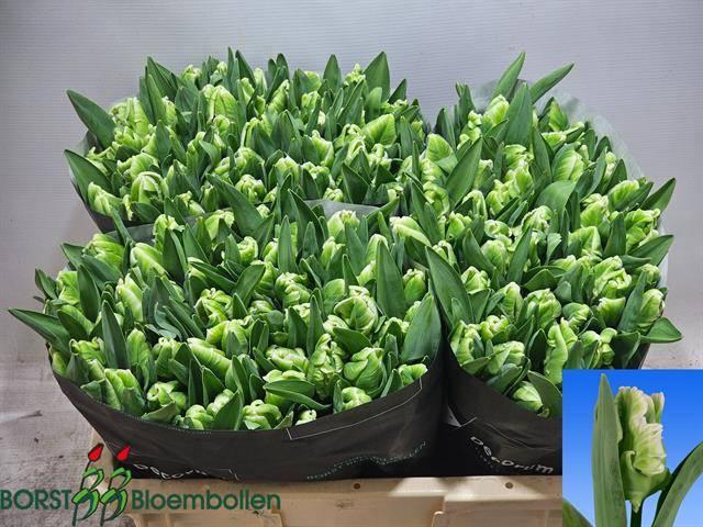 <h4>TU PA SUPER PARROT</h4>