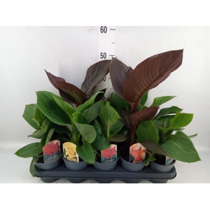 Canna  'Cannova'   ...mix