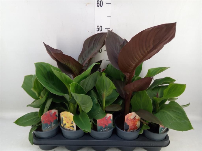 <h4>Canna  'Cannova'   ...mix</h4>