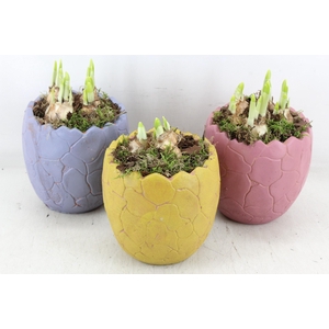 arr4 Narcis PL - Cracked egg mix 250/6