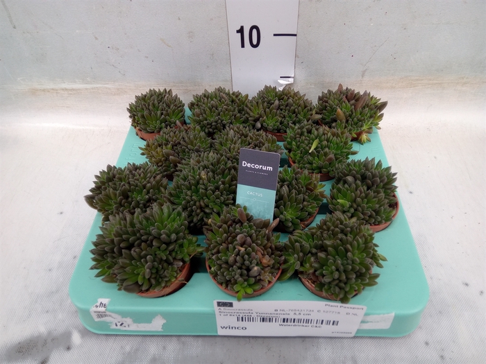 <h4>Sinocrassula yunnanensis</h4>