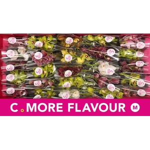 Mini cymbidium 'Mix 30' cm