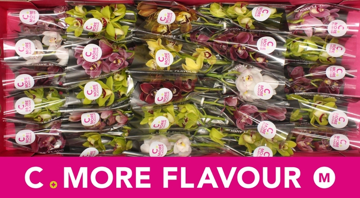 <h4>Mini cymbidium 'Mix 30' cm</h4>