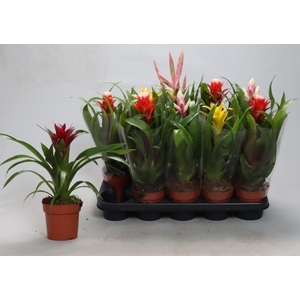 BROMELIA GEM