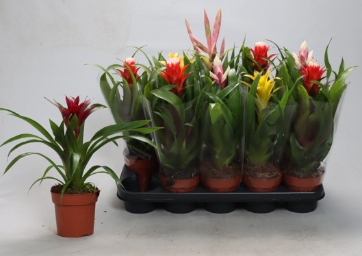 <h4>BROMELIA GEM</h4>