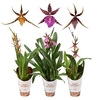 BRASSIA  'SUMMER DREAM' NEW YELLOW