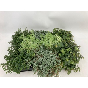 GROEN MIX 10,5 cm x8