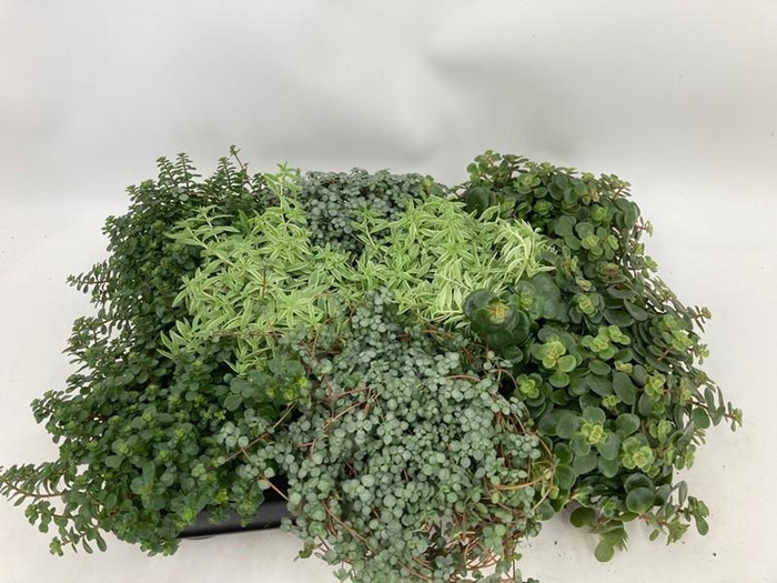 <h4>GROEN MIX 10,5 cm x8</h4>