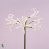Nerine White Charm
