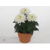 CHRYS COSMO WHITE