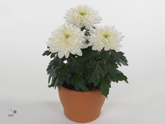 CHRYS COSMO WHITE