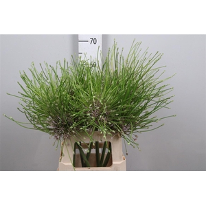 Allium Schubertii