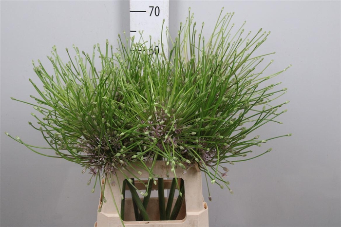 <h4>Allium Schubertii</h4>