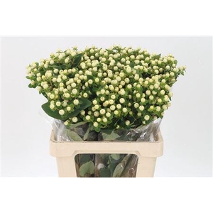 Hyp Magical Snowprince