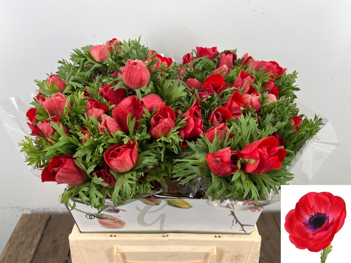 <h4>ANEM CO MIS + RED</h4>