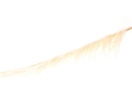 Bunch Cortederia Uva Stalk 3 Pcs Slv L180