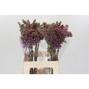 Lilac Vulg Ruhm Von Horstenstein