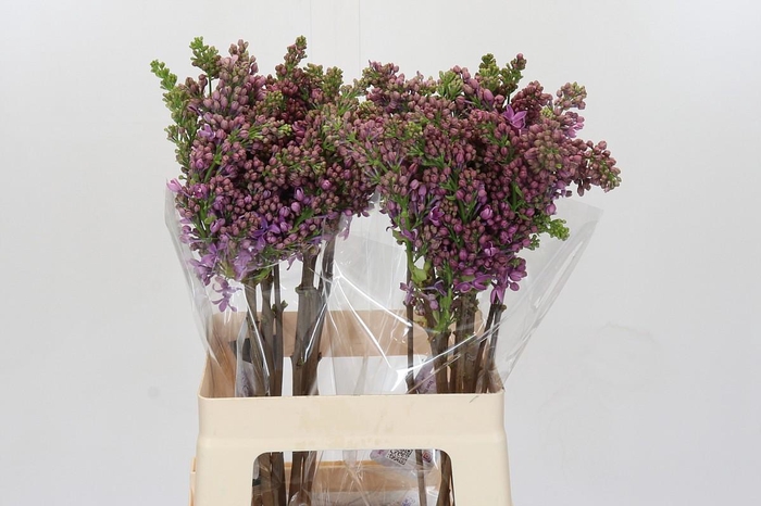 <h4>Lilac Vulg Ruhm Von Horstenstein</h4>