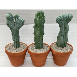 CACTUS OV
