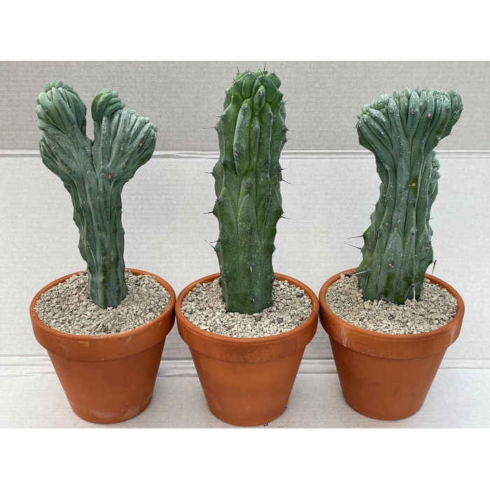 <h4>CACTUS OV</h4>