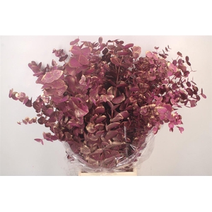 Euca Cinerea Met. Ant. Ciclamino Per Bunch