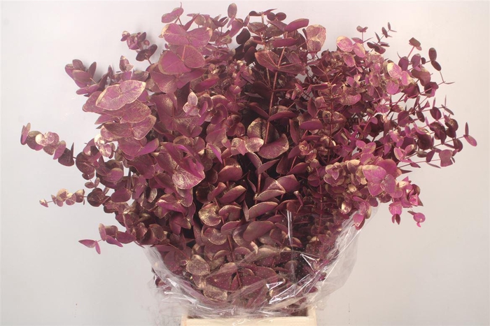 <h4>Euca Cinerea Met. Ant. Ciclamino Per Bunch</h4>