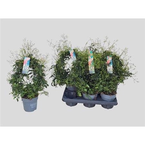 Jasm Polyanthum Wit 300+