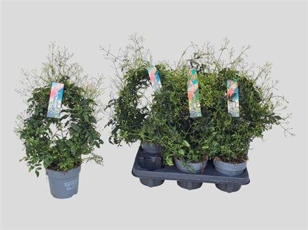 <h4>Jasm Polyanthum Wit 300+</h4>