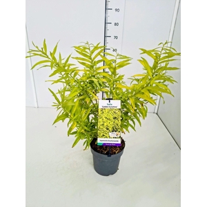 Salix alba