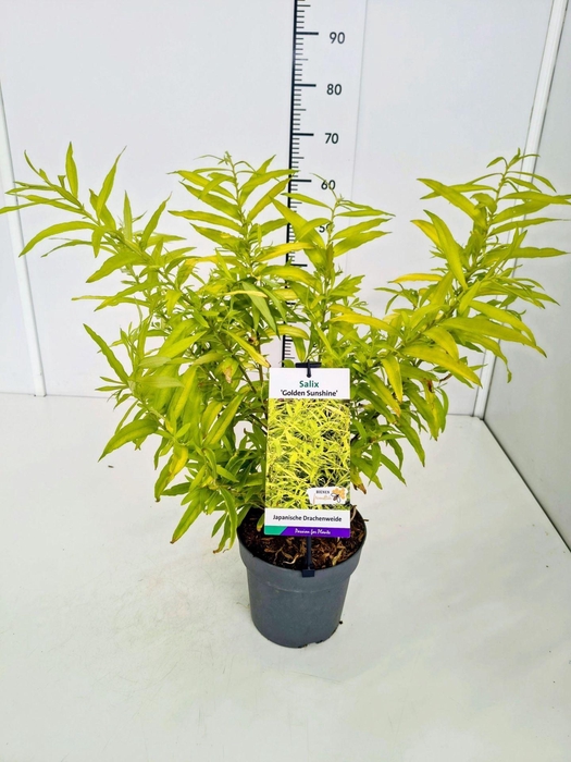 <h4>Salix alba</h4>