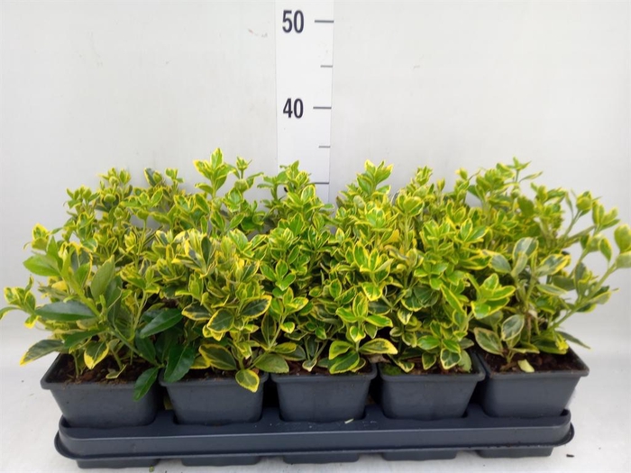 <h4>Euonymus japon. 'Ovatus Aureus'</h4>