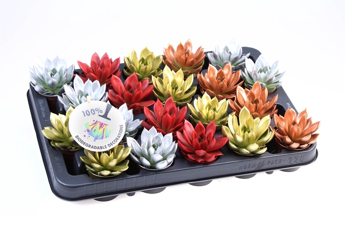 <h4>Echeveria  'Miranda'</h4>