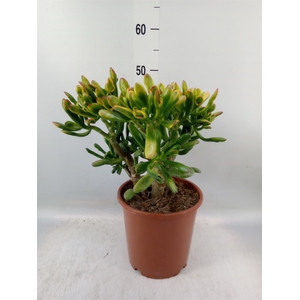 Crassula ovata 'Horn Tree'