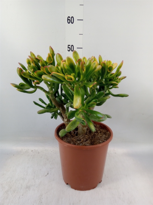 <h4>Crassula ovata 'Horn Tree'</h4>