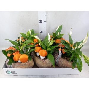 Arr.    Planten  L%