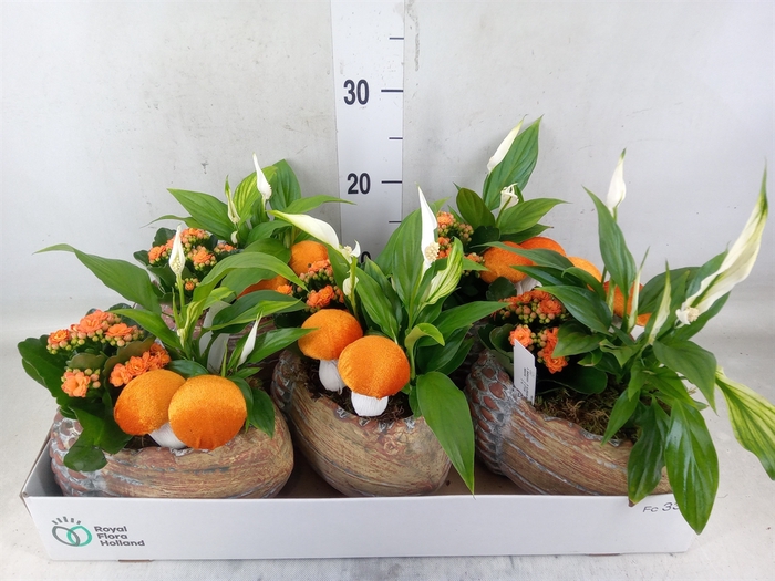 <h4>Arr.    Planten  L%</h4>