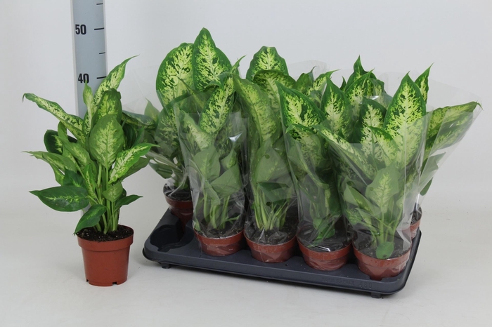 <h4>DIEFF COMPACTA</h4>