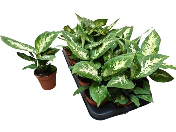 <h4>DIEFF COMPACTA</h4>